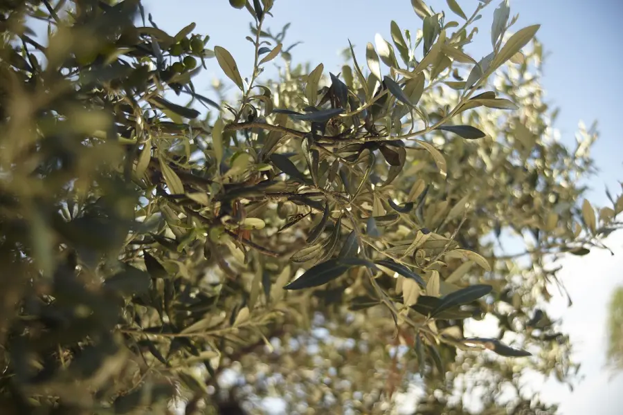 Le tappe più curiose di un viaggio in Puglia